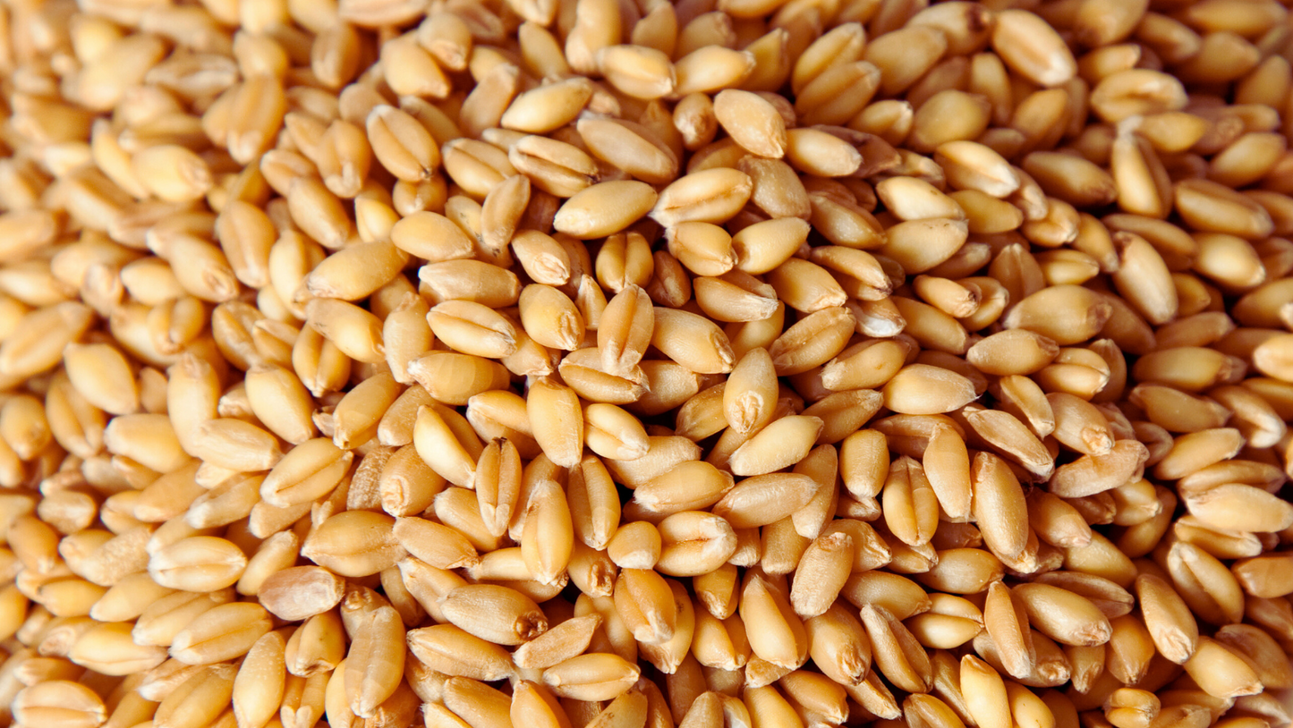 Hard Red Wheat Berries – 5 lb Bag