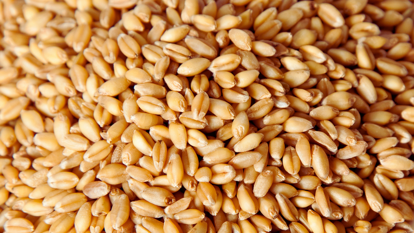 Spring Wheat Berries - 20 LBS Bag